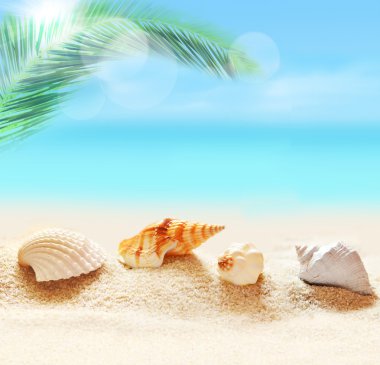  Deniz kumlu plaj ve palm