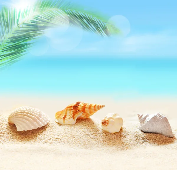  Deniz kumlu plaj ve palm