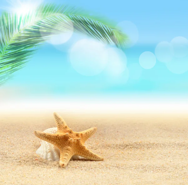 Estrella de mar en la playa de arena y la palma — Foto de Stock