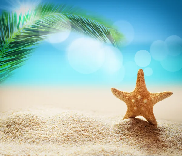 Estrela do mar na praia de areia e palma — Fotografia de Stock