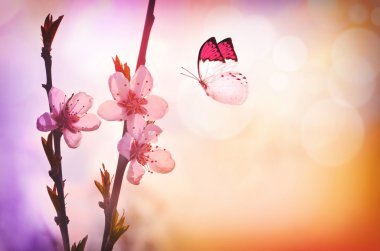 Kiraz çiçeği ve kelebek