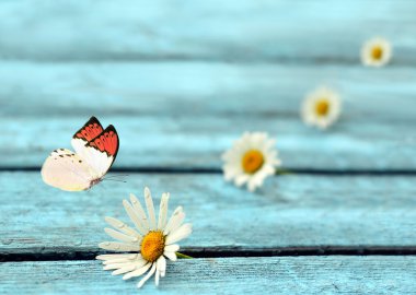Çiçek papatya ve kelebek mavi ahşap arka plan üzerinde