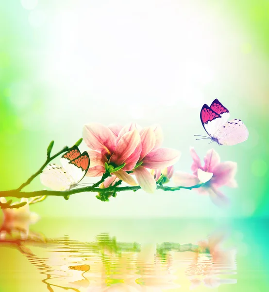 蝶と花のマグノリア — ストック写真