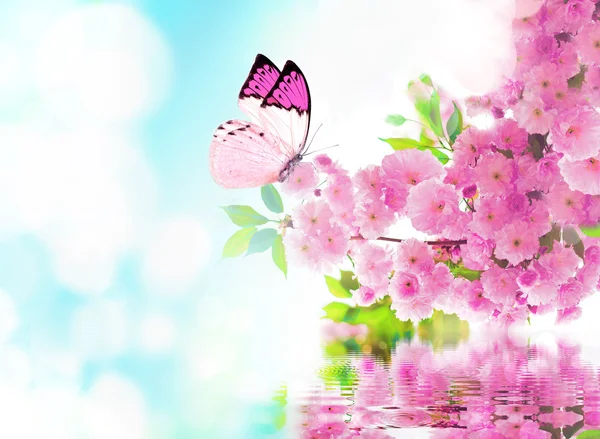 Flor de cereja e borboleta — Fotografia de Stock