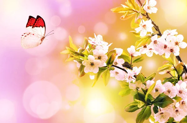 Kersenbloesem en vlinder — Stockfoto