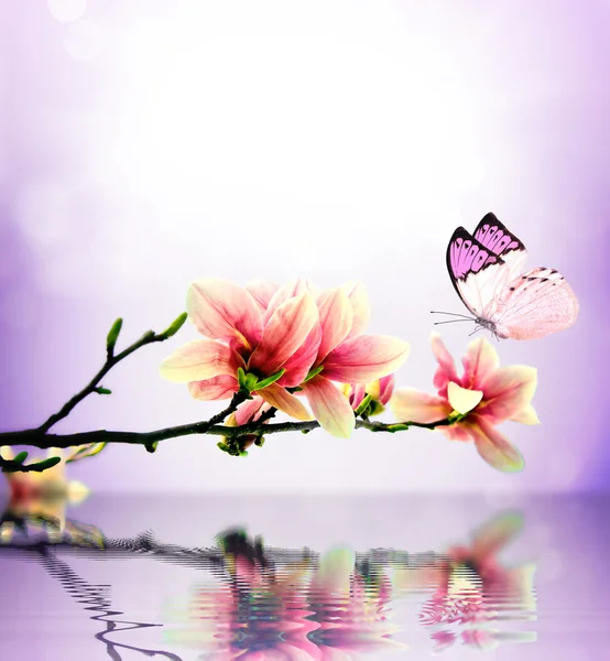 Mariposa y flor magnolia —  Fotos de Stock