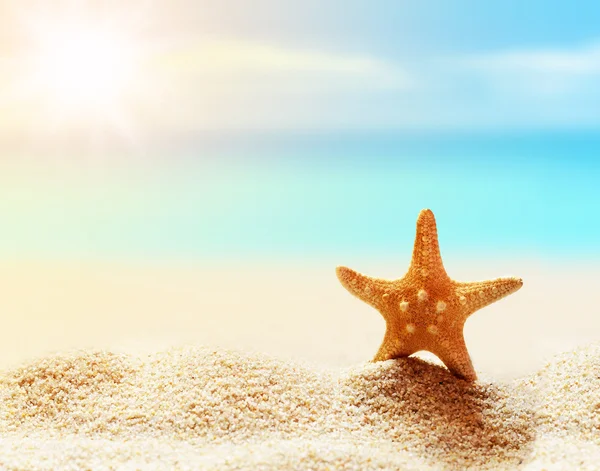 Rozgwiazda na plaży. czas letni — Zdjęcie stockowe