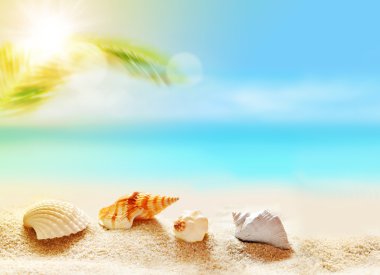  Deniz kumlu plaj ve palm