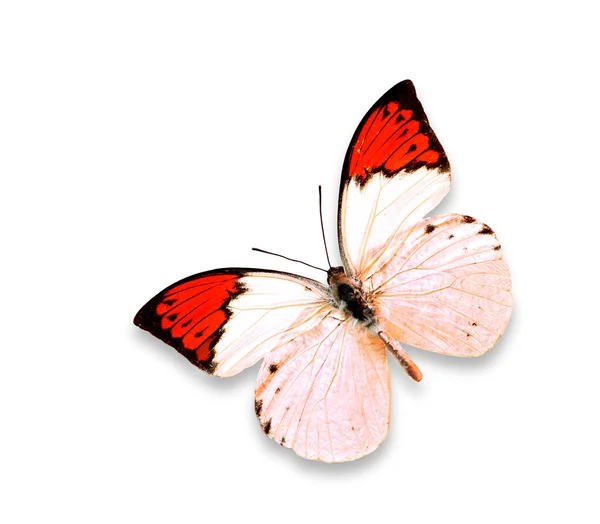 Mariposa sobre fondo blanco — Foto de Stock