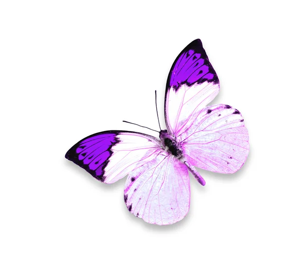 Papillon violet sur fond blanc — Photo