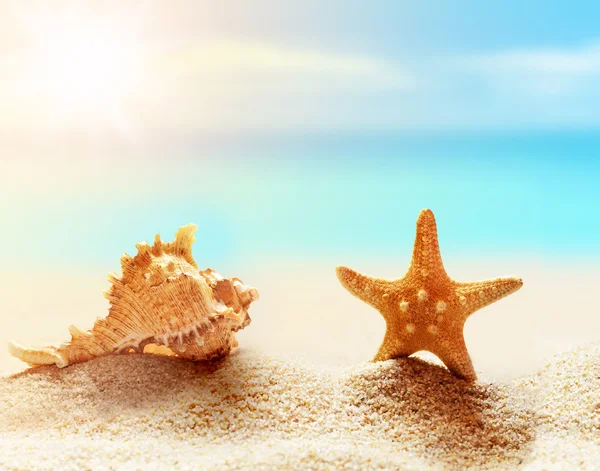 Stelle marine e conchiglie sulla spiaggia. Ora legale — Foto Stock