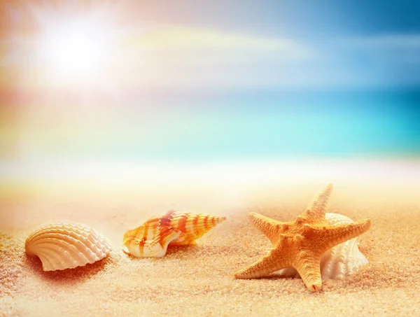 Tengeri csillag és a tengeri kagylókból a strandon. Nyári idő — Stock Fotó