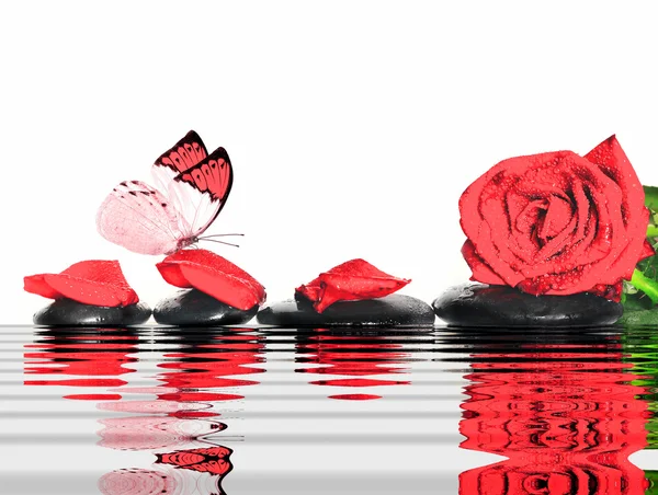 Butterfly, rose, petals and wet stones. Spa concept. — Stock Photo, Image