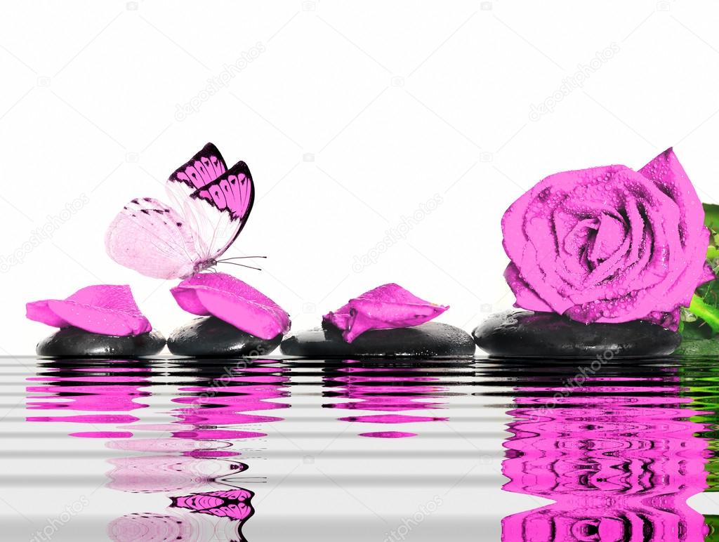 Butterfly, rose, petals and wet stones. Spa concept.