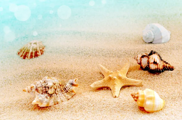 Conchas en la playa de arena — Foto de Stock