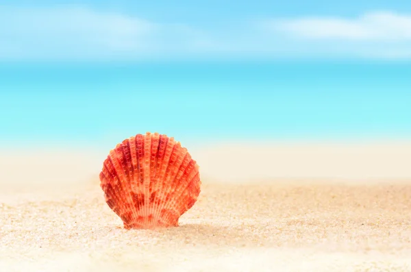 Shell op het strand — Stockfoto