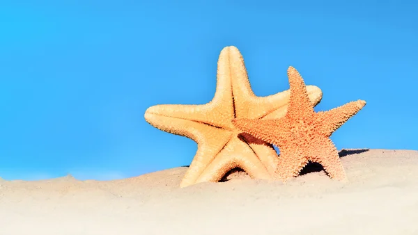 Coquille et étoile de mer sur la plage de sable — Photo