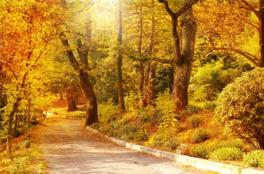 Parlak güneşli bir sonbahar park. 