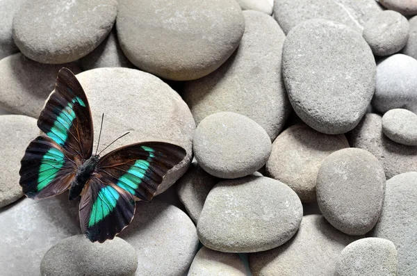 Wielki Motyl na kamienie — Zdjęcie stockowe