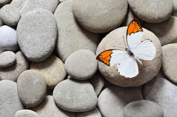 Der große Schmetterling auf Steinen — Stockfoto