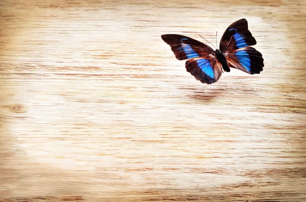 Mariposa de color volando sobre un fondo claro — Foto de Stock