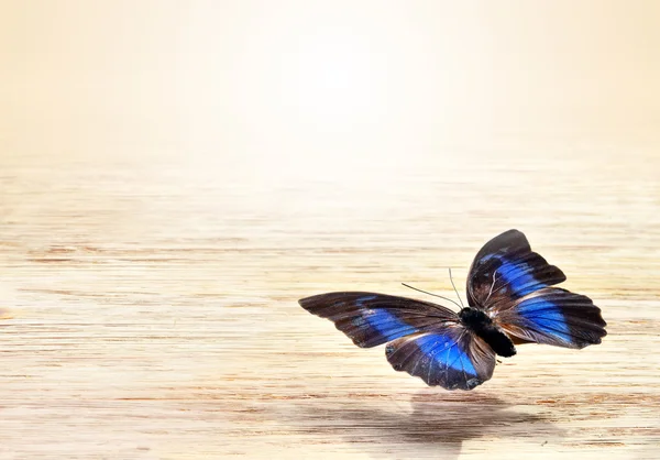Borboleta colorida voando sobre um fundo claro — Fotografia de Stock