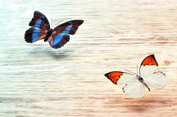 Kolorowe Motyle latające nad jasnym tle — Zdjęcie stockowe