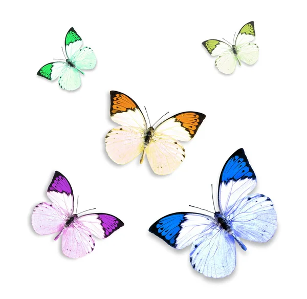 Mariposas de colores volando sobre un fondo blanco — Foto de Stock