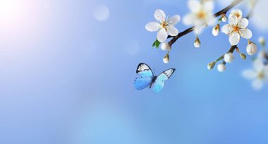 Bulanık bir arka plan ve kelebek üzerinde çiçek açan dallar ve yapraklar. Bahar konsepti.