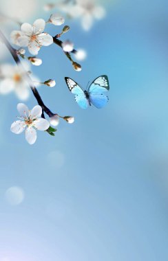 Bulanık bir arka plan ve kelebek üzerinde çiçek açan dallar ve yapraklar. Bahar konsepti.