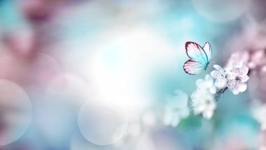 Bulanık bir arka plan ve kelebek üzerinde çiçek açan dallar ve yapraklar. Bahar konsepti.