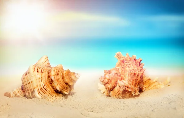 Sjøskjell på sandstranden – stockfoto