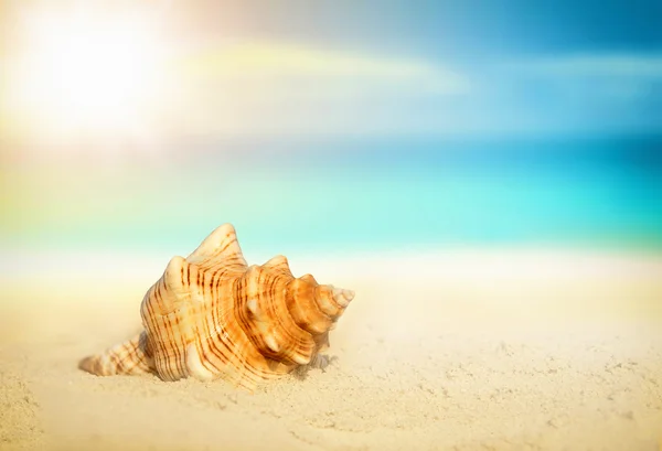 Muszla morska na piaszczystej plaży — Zdjęcie stockowe
