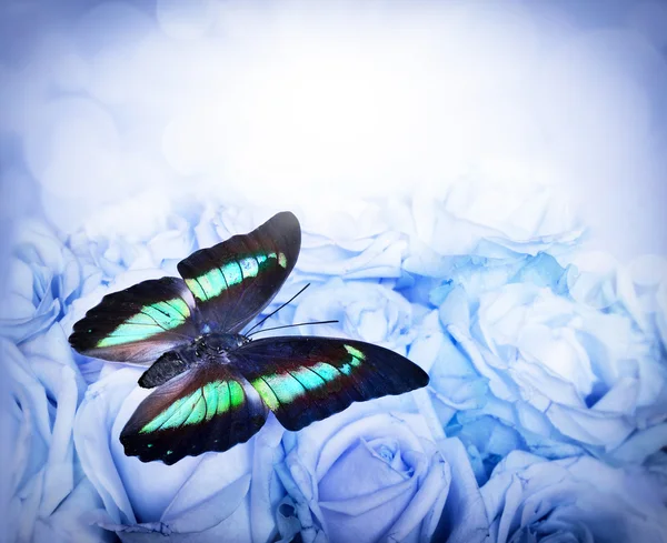 Färgade butterfly svävar över en bakgrund av rosor — Stockfoto