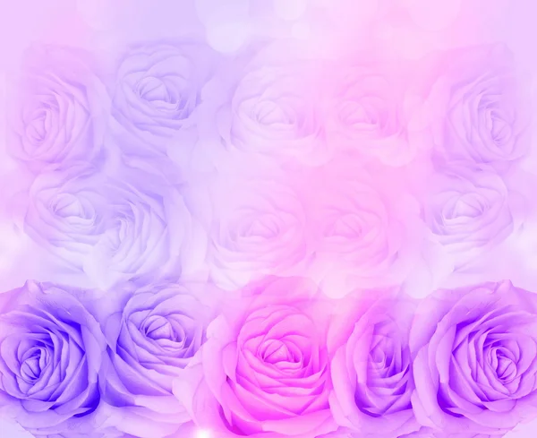 Rosa och lila naturliga rosor bakgrund — Stockfoto