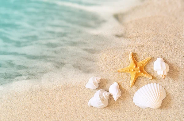 Paisagem com conchas na praia tropical — Fotografia de Stock