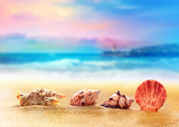 Морские ракушки на песке у моря — стоковое фото