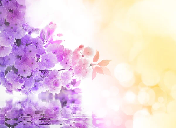 Kiraz ağacı çiçekleri suya yansıyan.