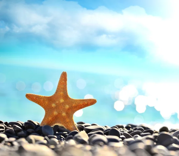 Stelle marine sulla spiaggia. Ora legale — Foto Stock