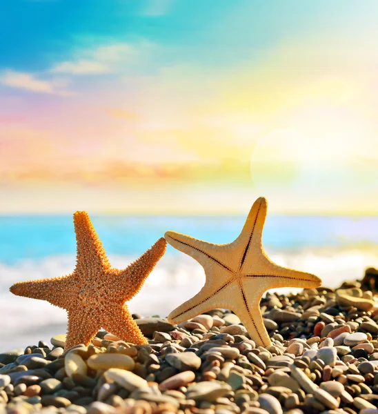 Zeester op het strand. zomertijd — Stockfoto