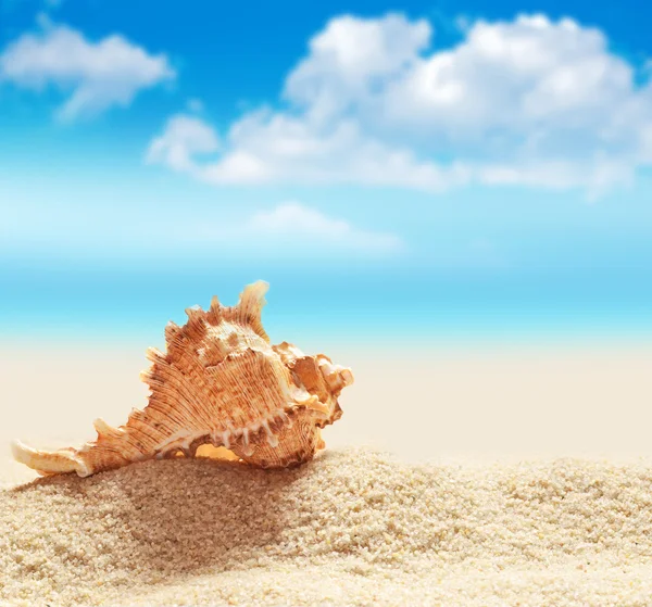 Η Seashell στην παραλία μπλε ουρανό — Φωτογραφία Αρχείου