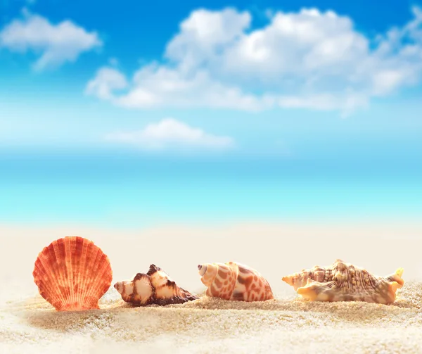 青空ビーチで貝殻 — ストック写真