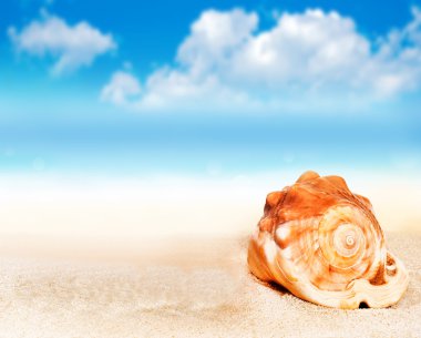 Mavi gökyüzü karşı sahilde deniz kabuğu