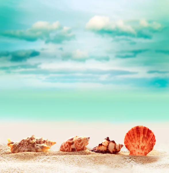 Seashell sulla spiaggia di sabbia — Foto Stock