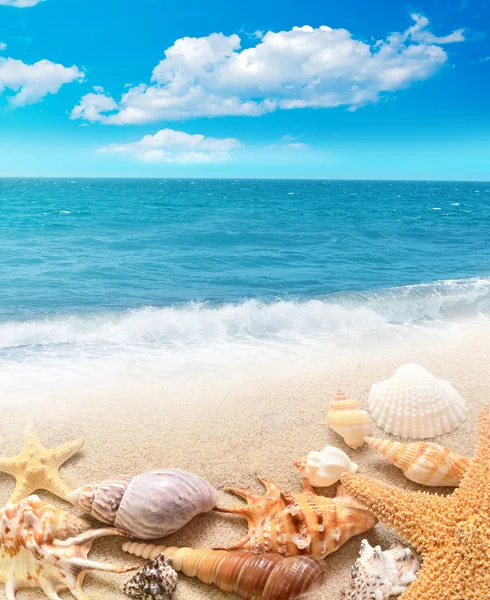 Shell and starfish on sandy beach Stock Photo