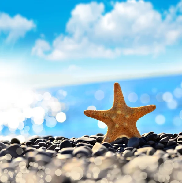 A kavicsok strandtól tengeri csillag — Stock Fotó