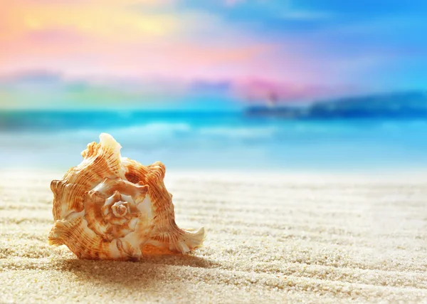 Sea shell on the sandy beach — Stock Photo, Image