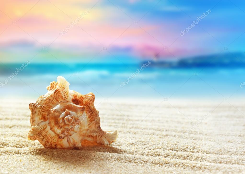 Sea shell on the sandy beach