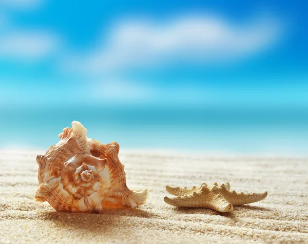 Θαλασσινό κέλυφος στην αμμώδη παραλία — Φωτογραφία Αρχείου