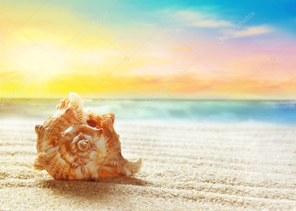 Sea shell on the sandy beach